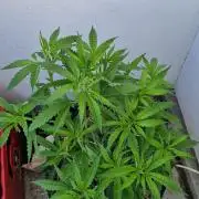Strawberry Kush Outdoor 26