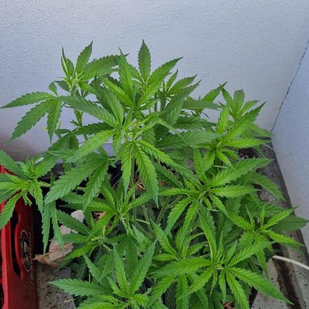 Strawberry Kush Outdoor 26