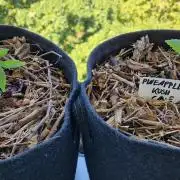 Sensi Seeds Breeding Grounds Auto 26