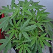 Strawberry Kush Outdoor 26