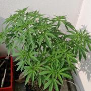 Strawberry Kush Outdoor 26