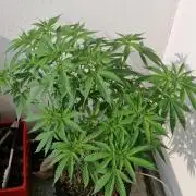 Strawberry Kush Outdoor 26