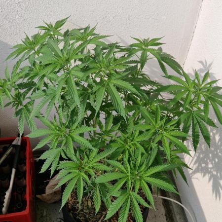 Strawberry Kush Outdoor 26