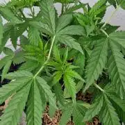 Strawberry Kush Outdoor 26