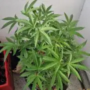 Strawberry Kush Outdoor 26