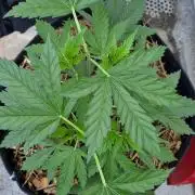 Strawberry Kush Outdoor 26