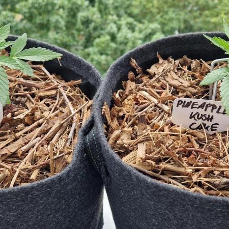 Sensi Seeds Breeding Grounds Auto 26