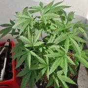 Strawberry Kush Outdoor 26