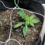 Watermelon Auto by RQS