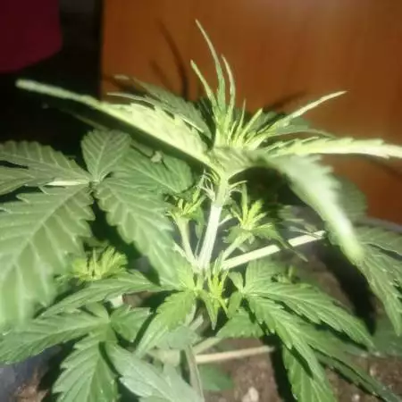 Sour Stomper Meph
