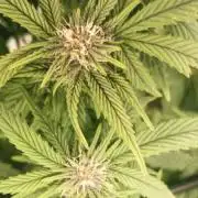 Indoor test #1 - random seeds 