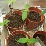 Afghan Selection ~ Panjsher Regular