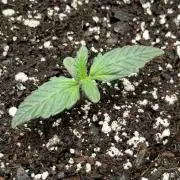 Mango sherbet auto supreme seeds bulldog