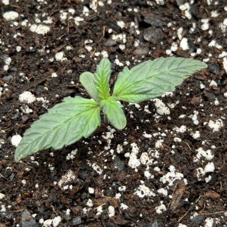 Mango sherbet auto supreme seeds bulldog