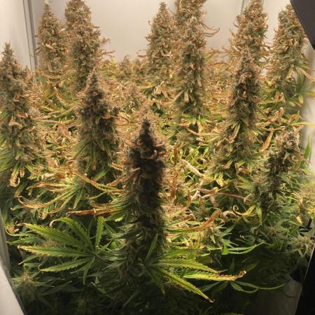 Watermelon candy auto