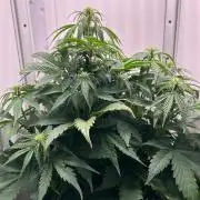 Mango sherbet auto supreme seeds bulldog