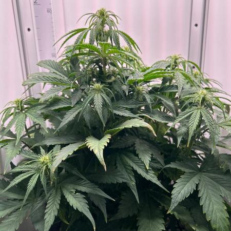 Mango sherbet auto supreme seeds bulldog