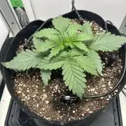 Mango sherbet auto supreme seeds bulldog