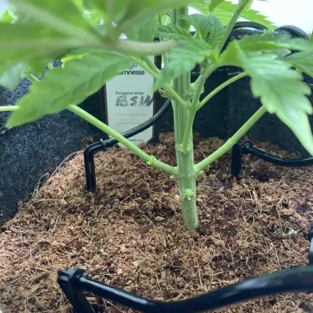 Bananakin Skywalker Kush only 100 packs