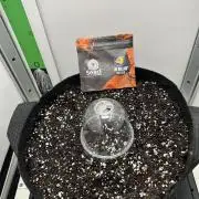 Mango sherbet auto supreme seeds bulldog