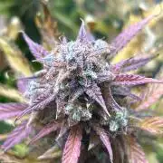 Mango sherbet auto supreme seeds bulldog