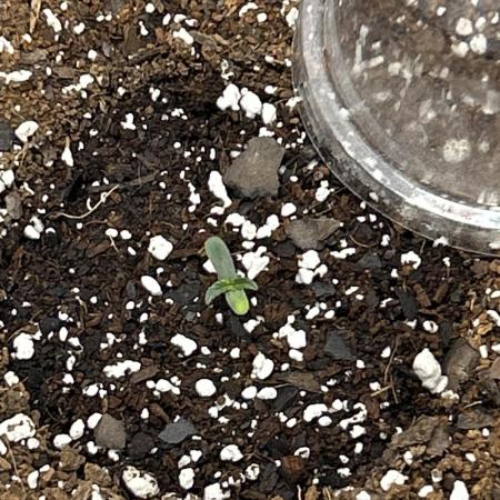 Mango sherbet auto supreme seeds bulldog