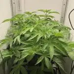 Bananakin Skywalker Kush only 100 packs