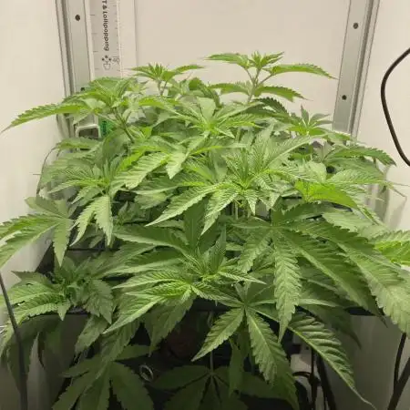 Bananakin Skywalker Kush only 100 packs