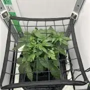 Mango sherbet auto supreme seeds bulldog
