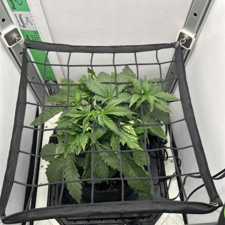 Mango sherbet auto supreme seeds bulldog