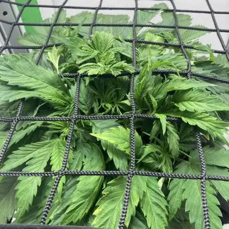 Lava cake auto Vgrow