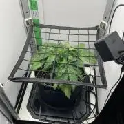 Kitsune kush auto first edition