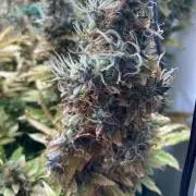 Lava cake auto Vgrow