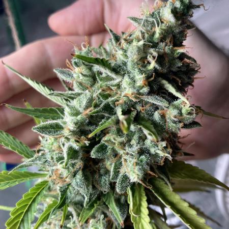 Green Goblin Zamnesia seeds