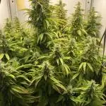 Lava cake auto Vgrow