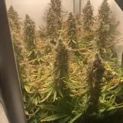 Watermelon candy auto