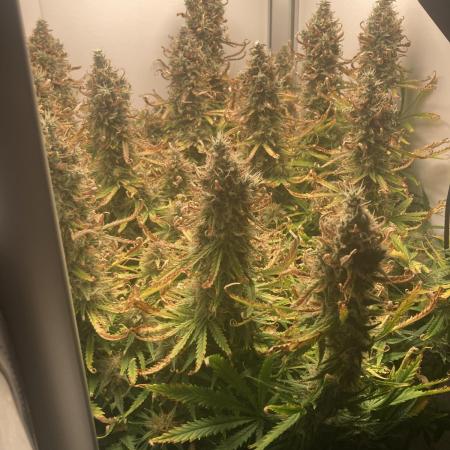 Watermelon candy auto