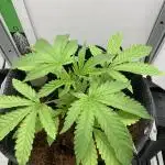 Bananakin Skywalker Kush only 100 packs