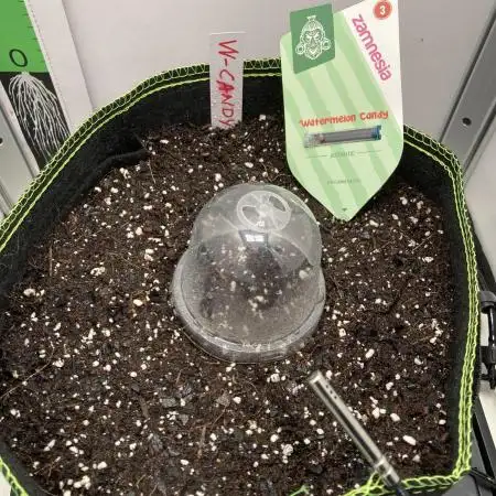Watermelon candy auto