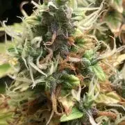 Lava cake auto Vgrow