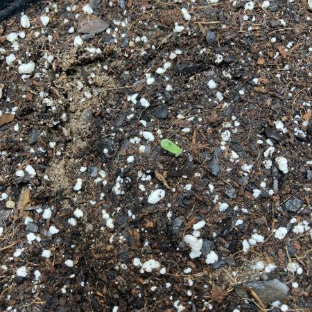 Kitsune kush auto first edition