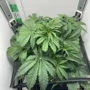 Kitsune kush auto first edition