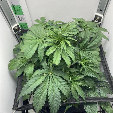 Kitsune kush auto first edition