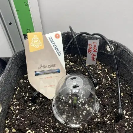 Lava cake auto Vgrow