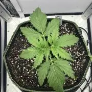 Kitsune kush auto first edition