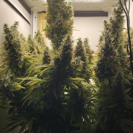 Lava cake auto Vgrow