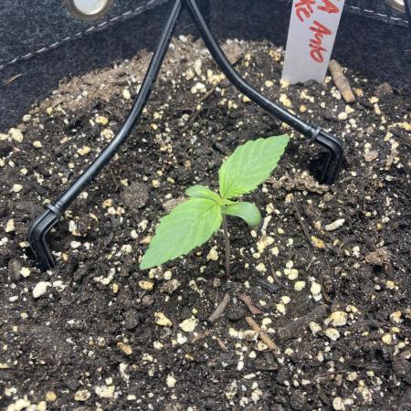 Lava cake auto Vgrow