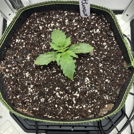 Kitsune kush auto first edition