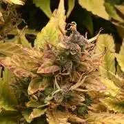 Lava cake auto Vgrow