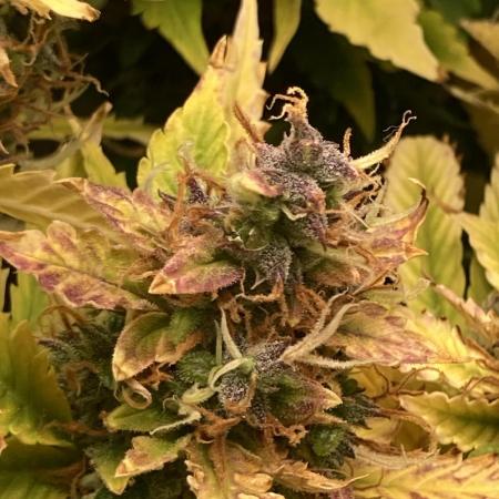 Lava cake auto Vgrow